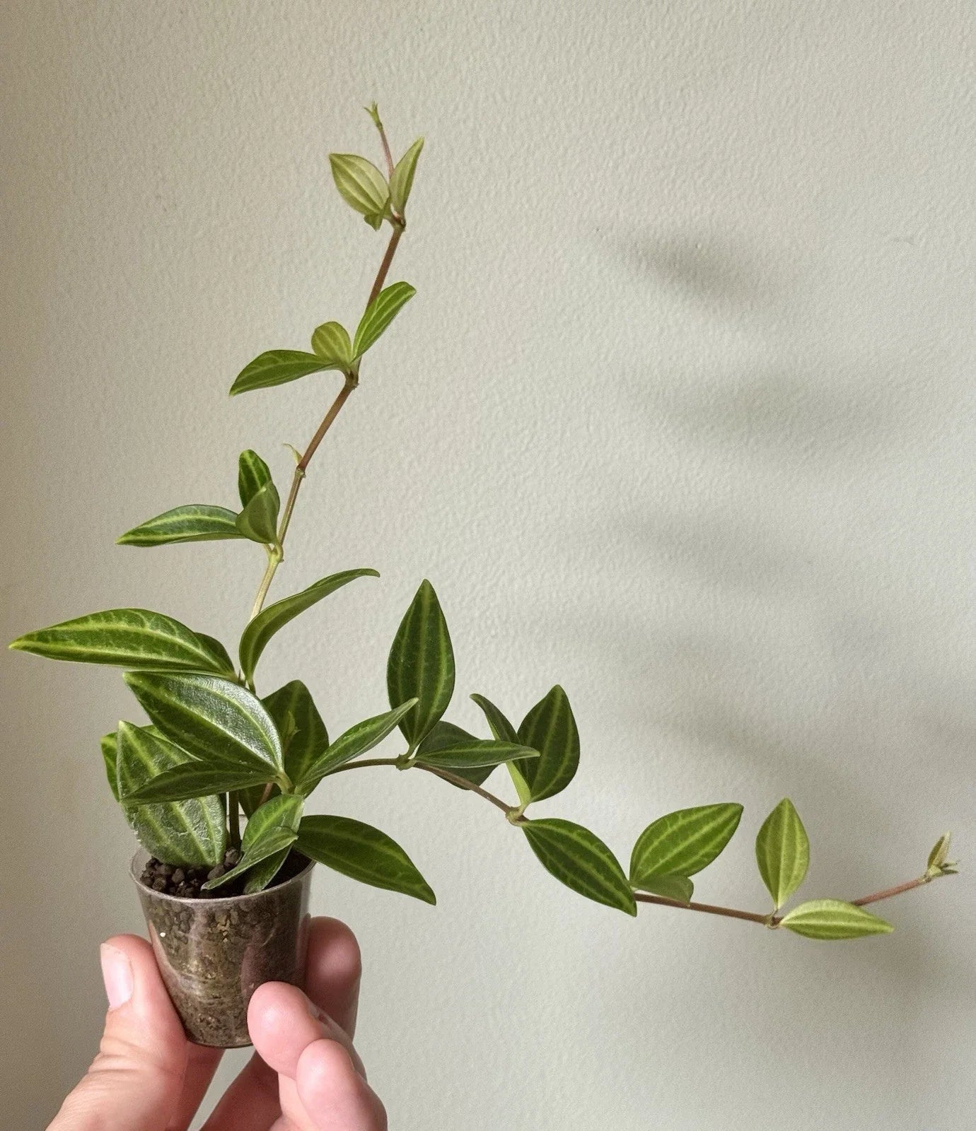 Peperomia Angulata 'Funky Frog' Rooted Cuttings | Unique Green Leaves | Indoor Plant