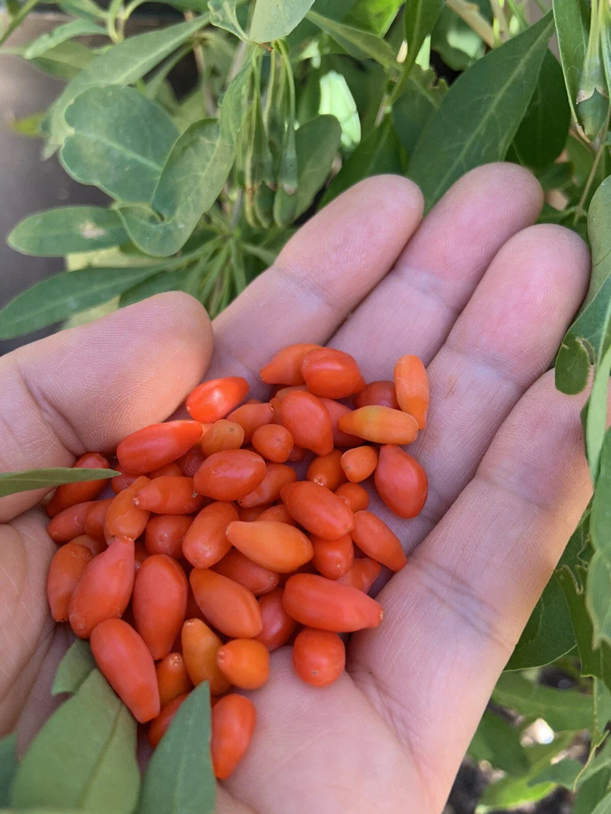 Goji Berry Plants Set - 3 Bare Root Live Plants & 3 Live Cuttings - Lycium barbarum
