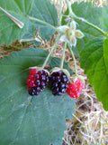 California Blackberry Plants - x3 Bare Root Organic - Rubus ursinus - Natural Food Rich in Vitamin C