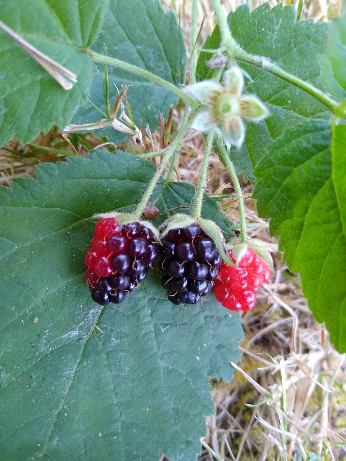 California Blackberry Plants - x3 Bare Root Organic - Rubus ursinus - Natural Food Rich in Vitamin C