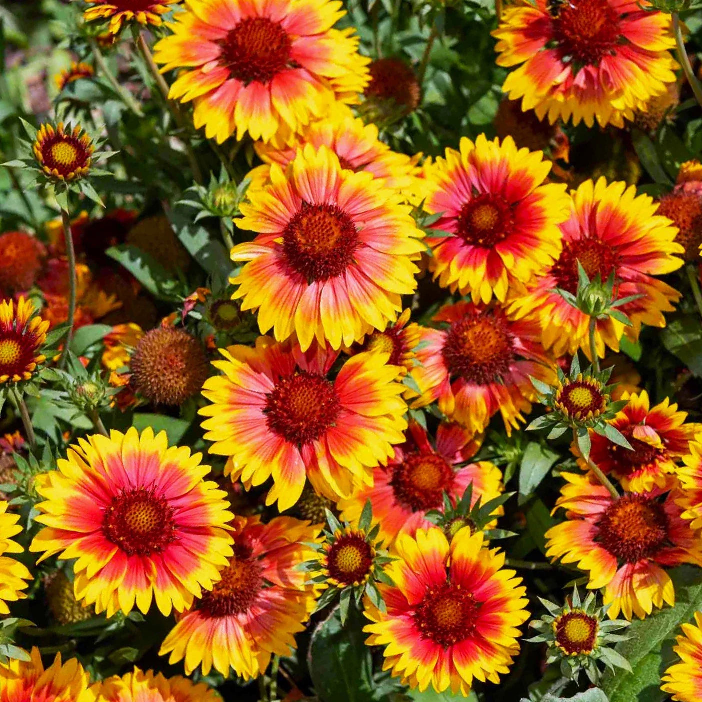 Perennial Blanket Flower Seeds - Gaillardia Aristata - Colorful Wildflower Seeds for 2025 Planting