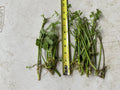 17 Bare Root Water Dropwort Plants, Oenanthe javanica (Minari), Aquatic Edible Herb, Fresh Watercress Replacement