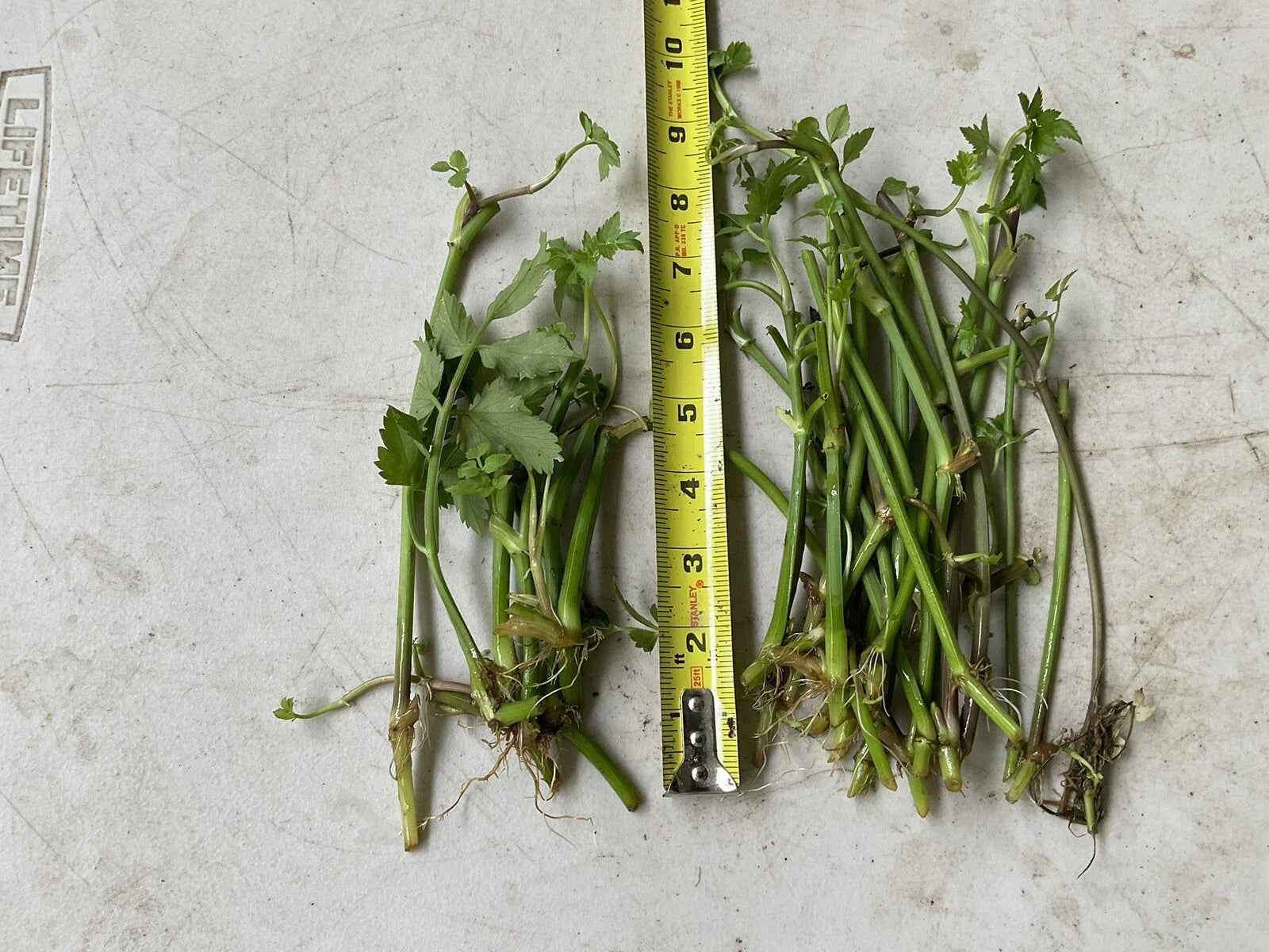 17 Bare Root Water Dropwort Plants, Oenanthe javanica (Minari), Aquatic Edible Herb, Fresh Watercress Replacement