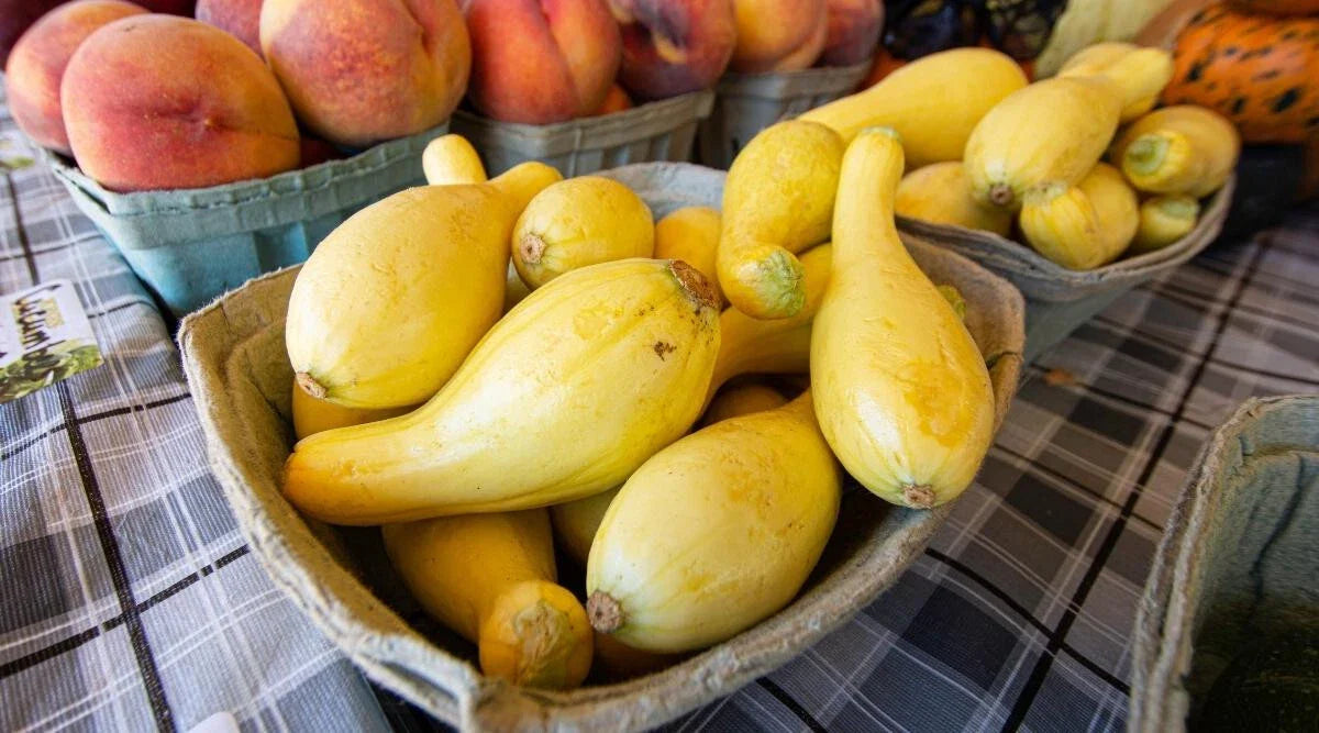 Sunglo Zucchini Squash Seeds - 25+ Count - Heirloom Vegetable Seeds for Garden Planting - Cucurbita pepo