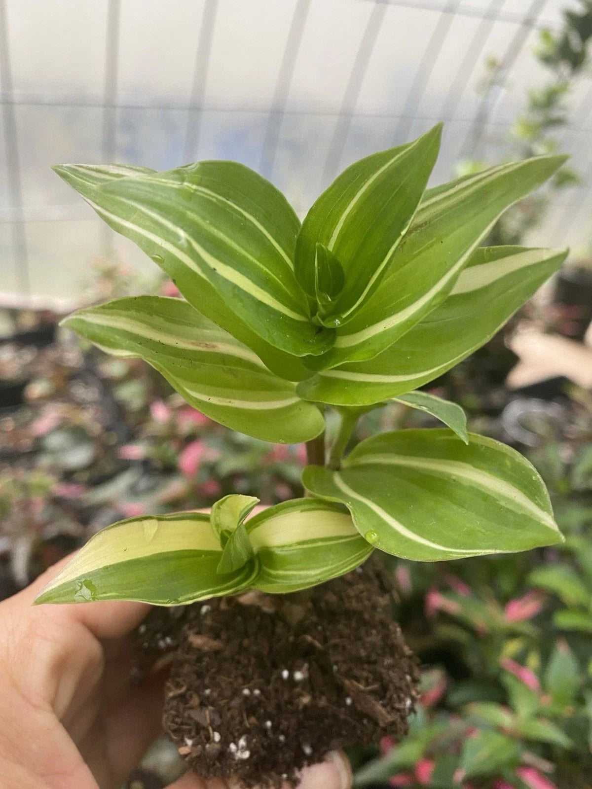 Rooted Cutting Tradescantia Fluminensis Live Houseplant - 1 Cutting, Bare Root, Green Foliage