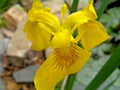 Yellow Flag Water Iris Plants - 3 Shoots - Pseudacorus - Ideal for Ponds and Wetlands