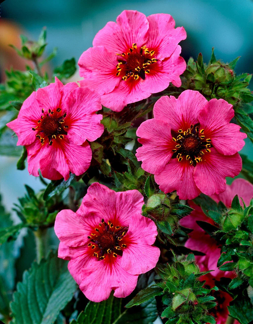 Potentilla Miss Willmott Seeds - 100 Count - Bright Pink Flowers with Red Centers - Herbaceous Perennial