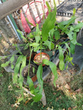 Fresh Long Cuttings Night Blooming Cereus Epiphyllum Oxypetalum Orchid - 5 Cuttings for Planting and Propagation