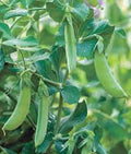 Early Alaska Pea Seeds, Heirloom Non-GMO, 500+ Seeds, Garden Peas, Pisum sativum
