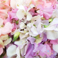 Heirloom Sweet Pea Seeds - 50+ Pastel Mix for Garden - Lathyrus odoratus - USA | Free Shipping