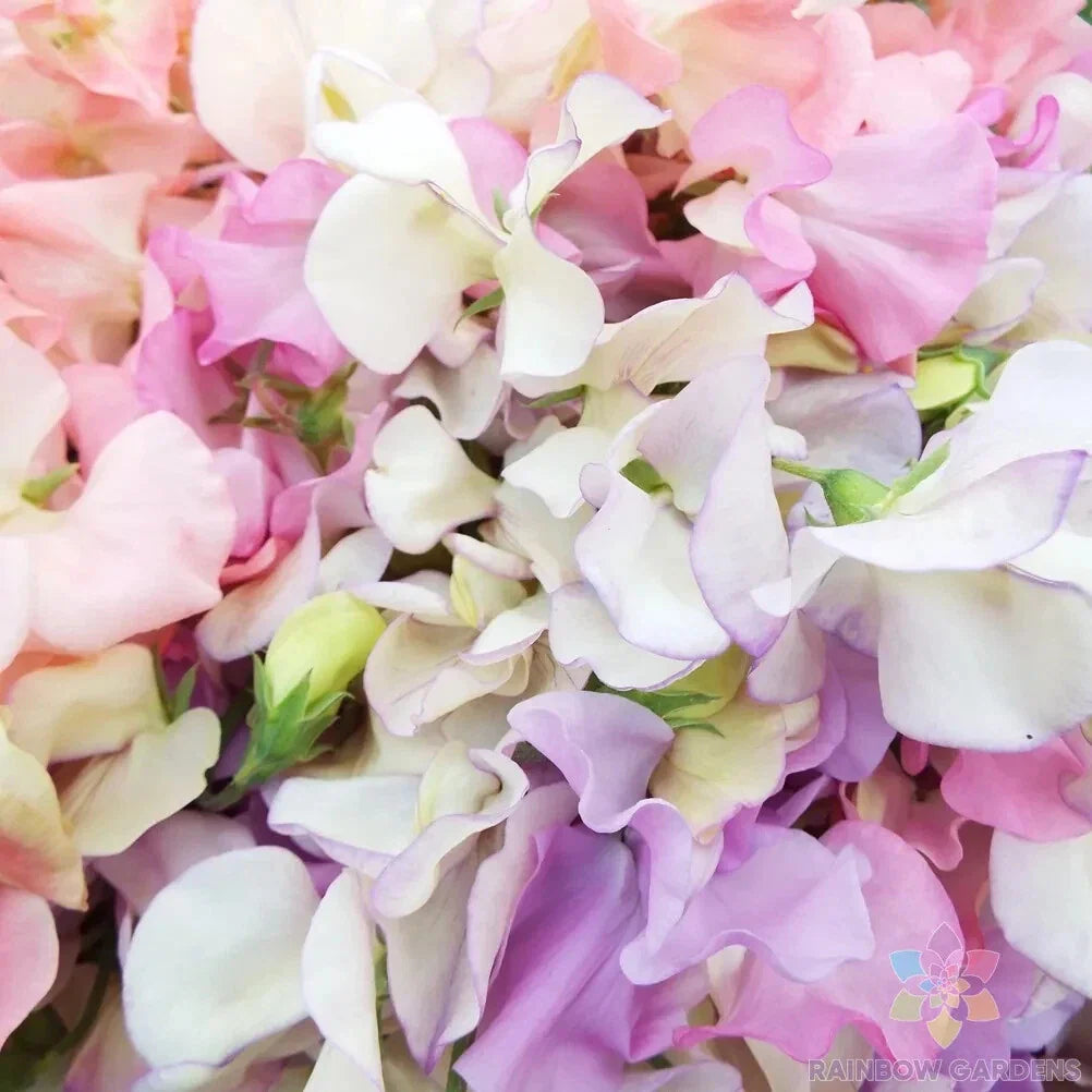 Heirloom Sweet Pea Seeds - 50+ Pastel Mix for Garden - Lathyrus odoratus - USA | Free Shipping