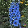 Moonlight Blues Delphinium Seeds - 200+ Pack for Garden Planting - Delphinium elatum - USA Grown