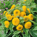 Double Dwarf Sunflower Seeds - 50+ Dwarf Teddy Bear - Sungold - Helianthus annuus