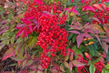 Heavenly Bamboo Seeds - 20 Seeds - Perfect for Hedge - Nandina domestica - Made in USA, Ships from Iowa