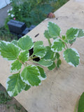 Variegated Cuban Oregano Plant 5 Inches - Mexican Mint, Spanish Thyme - Well Rooted, Plectranthus amboinicus