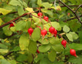 Woods' Rose Seeds (50 Seeds) - Rosa woodsii - Wildflower, Native Plant, Perennial, Garden Seeds