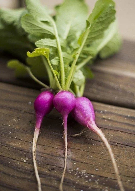 Purple Plum Radish Seeds - 200 Organic Open Pollinated Non-GMO - Brassica rapa var. radicula