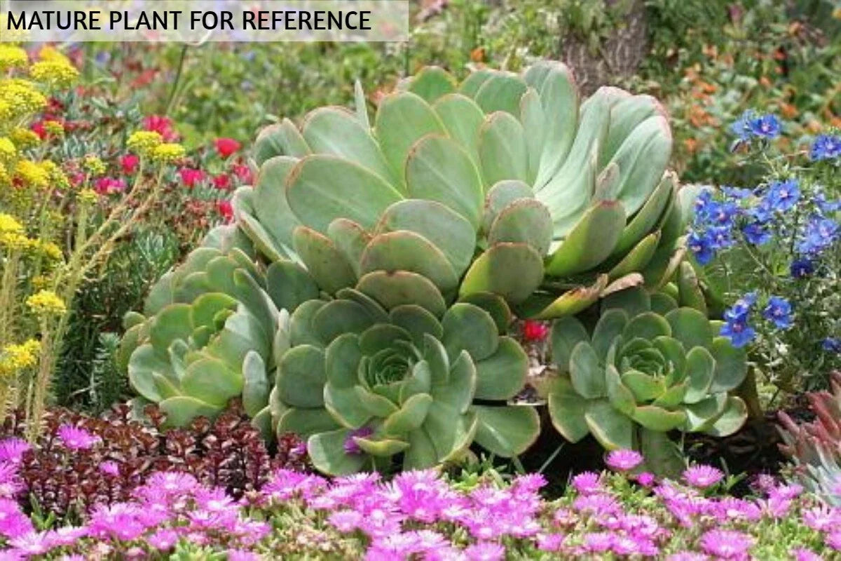 Cutting Aeonium Arboreum Green Succulent Plant - Japanese Cactus Cutting - Live No Root