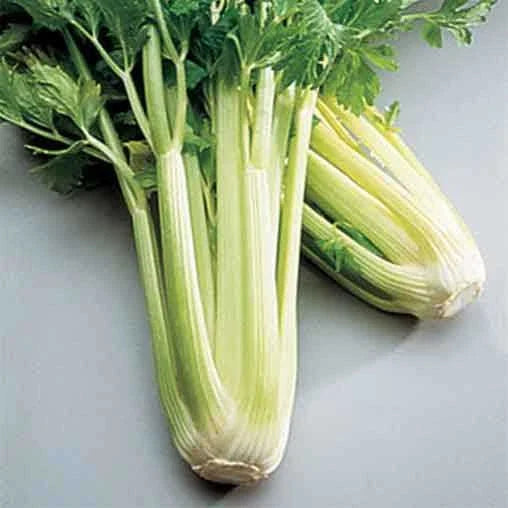 Golden Self Blanching Celery Seeds | Heirloom Non-GMO | Free Shipping | Apium graveolens