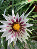 Gazania Rigens White Cherry and Yellow Flowers in 4 Inch Pot - Hardy Perennial Ground Cover Plant
