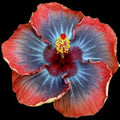 Small Rooted Tropical Hibiscus Starter Plant - Voodoo Queen - Hibiscus rosa-sinensis - Ships Bare Root