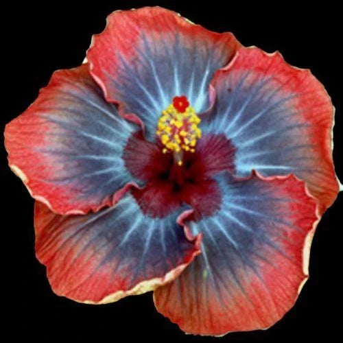 Small Rooted Tropical Hibiscus Starter Plant - Voodoo Queen - Hibiscus rosa-sinensis - Ships Bare Root