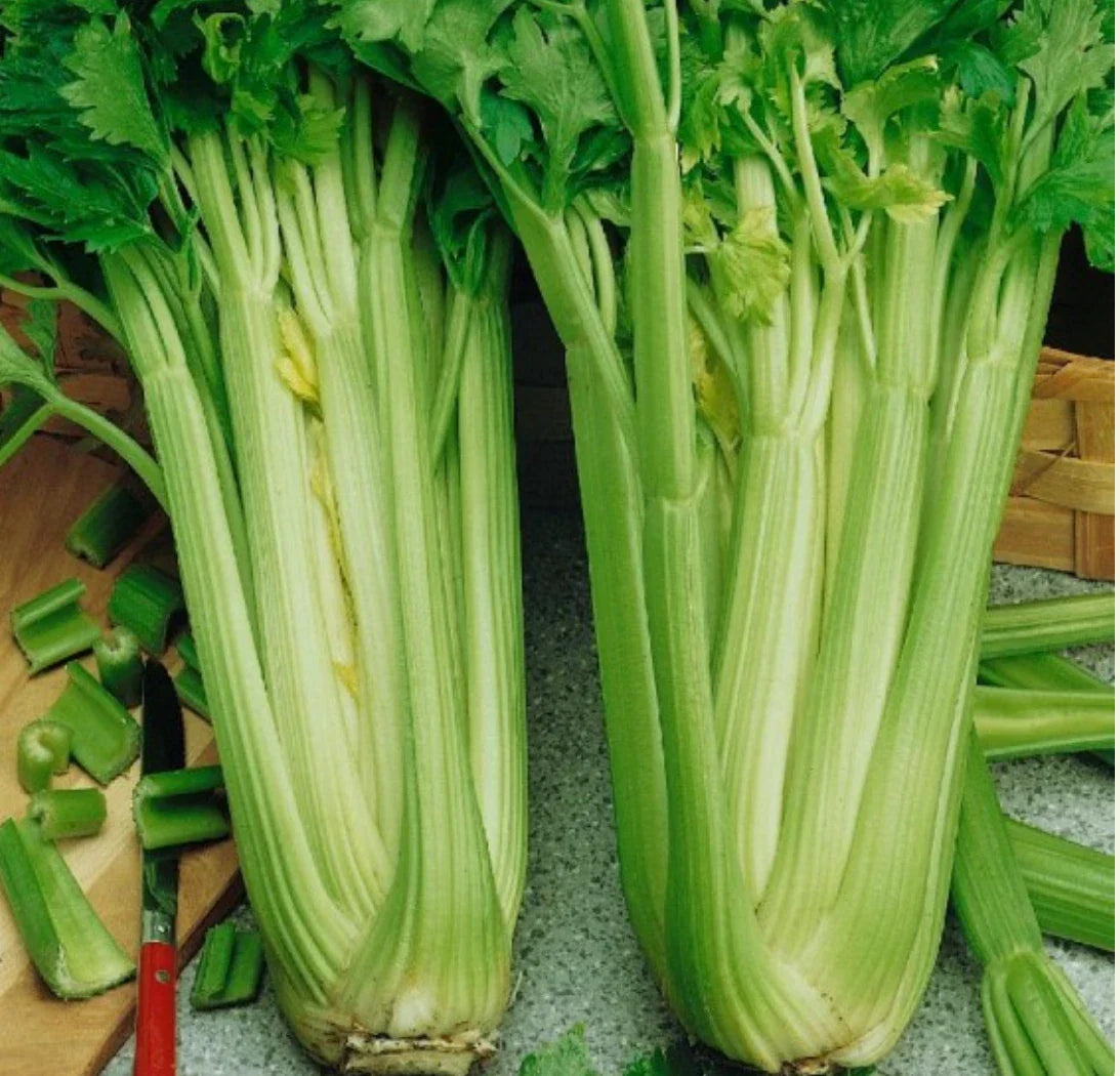 Utah Celery Seeds - 8,000 Non-GMO Seeds - Organic Vegetable Seeds - Apium graveolens