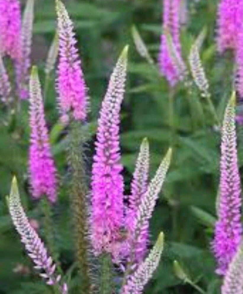 VERONICA 'Pink' Speedwell - Bare Root Perennial Plant - Vibrant Pink Blooms - Full Sun - Child Safe - 1 Plant