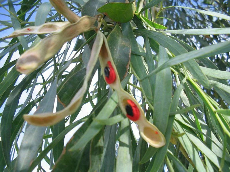 Willow Acacia Seeds - 25 Pack - Acacia Salicina - Willow Wattle - Hardy Broughton Willow Tree Seeds for Planting