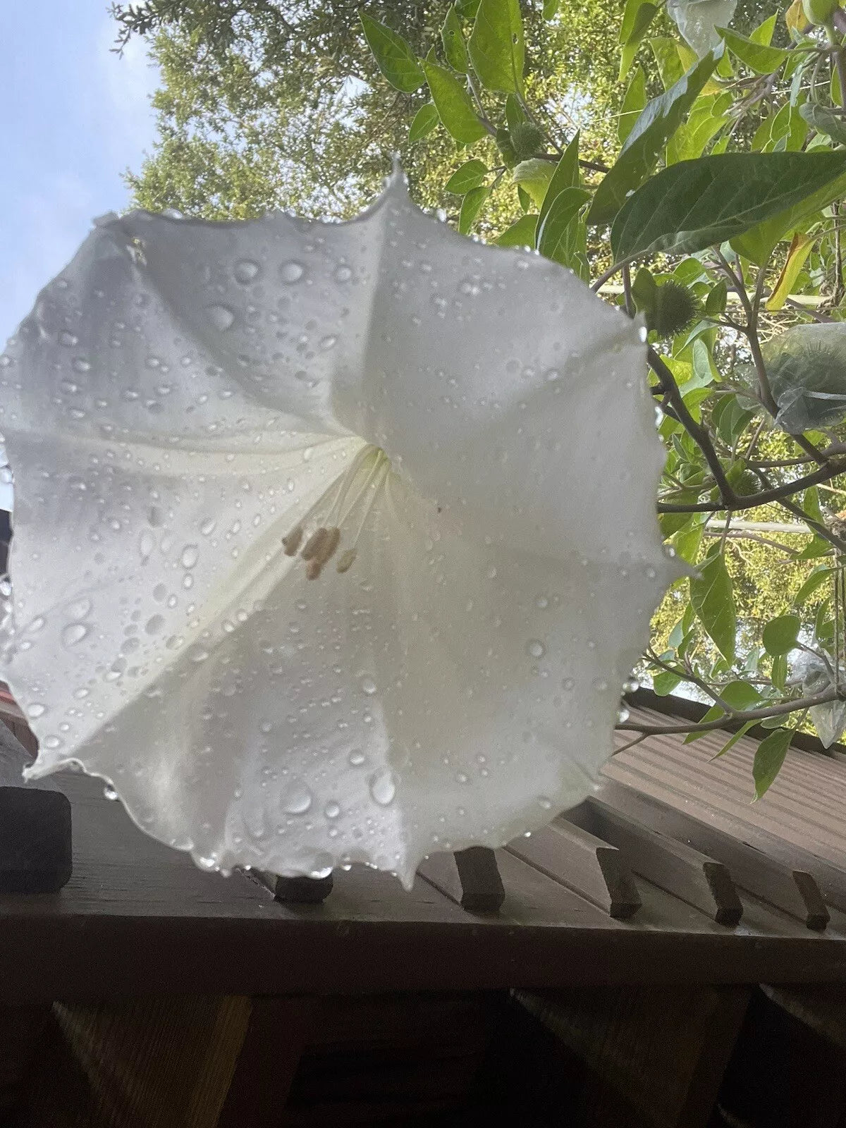 White Trumpet Flower Seeds - 100+ Pack, Angel Trumpet, Moon Flower, Datura Metel, Night Blooming, Drought Resistant, Easy to Grow
