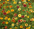 Zinnia Seeds Mix - Persian Carpet, Bi-Colored Blooms, Stunning Garden Flowers, Zinnia elegans
