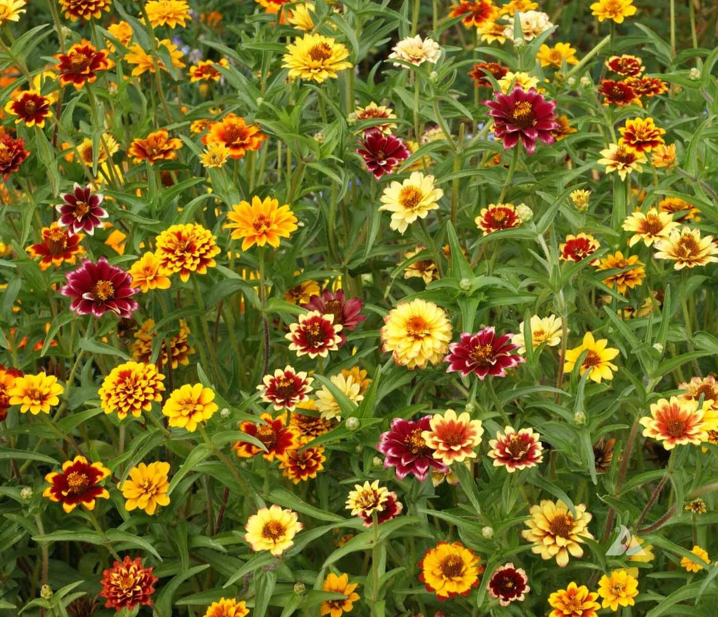 Zinnia Seeds Mix - Persian Carpet, Bi-Colored Blooms, Stunning Garden Flowers, Zinnia elegans