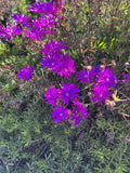 Creeping Ice Plant Cuttings 12 Pack Purple Pink Ground Cover Delosperma Succulent