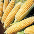 Sweet Corn Seed - Kandy Korn Variety - Fresh Seed - Zea mays
