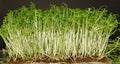 Curled Cress Seeds - 100 Seeds - Fresh Peppery Flavor - Lepidium sativum