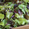Gourmet Lettuce Mix Seeds - 500 Seeds - Heirloom Variety - Allstar Gardening