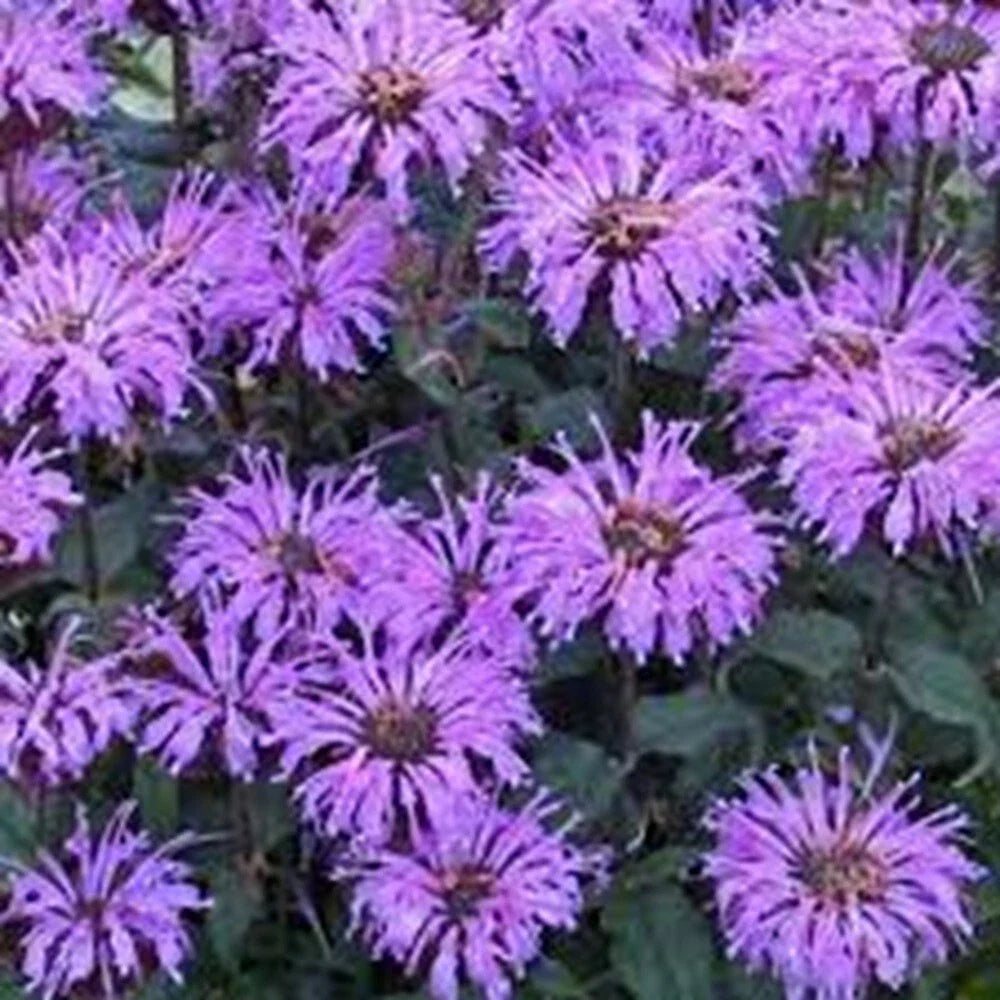 Double Lilac Bee Balm Seeds - 100 Flower Seeds for Hummingbirds - Monarda didyma