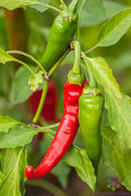 Diablo Grande Hot Pepper Seeds - 25+ Pack - Organic Gardening Seeds - Capsicum chinense - USA