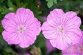 Ankum's Pride Geranium Seeds - 25+ Bloody Cranesbill Seeds for Garden - Pelargonium sanguineum