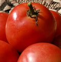 Homestead Tomato Seeds 100+ Count Organic Vegetable Garden Salad Slicing Sauce Solanum lycopersicum