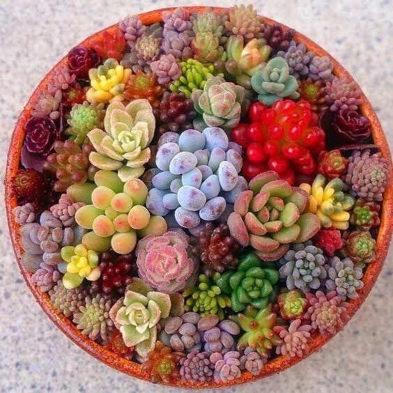 Mixed Succulent Seeds Pack, 100 Seeds, Assorted Varieties for Easy Growing, Ideal for Garden or Indoor Use