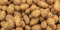 Kennebec Potato Seed Starters 3 lb - White Skinned, Mid-Season | Solanum tuberosum
