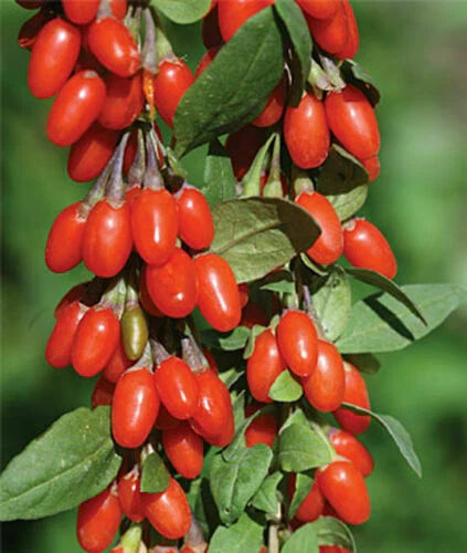 Goji Berry Plants - 3 Rooted Set - Organic Superfood - Lycium barbarum
