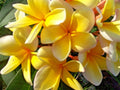 Plumeria Live Cutting - Yellow Tropical Plant - Frangipani (Plumeria spp.)