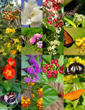 Butterfly Garden Mix Seed Pack - 500 Wildflower Seeds for Attracting Butterflies - Diverse Pollinator-Friendly Blend