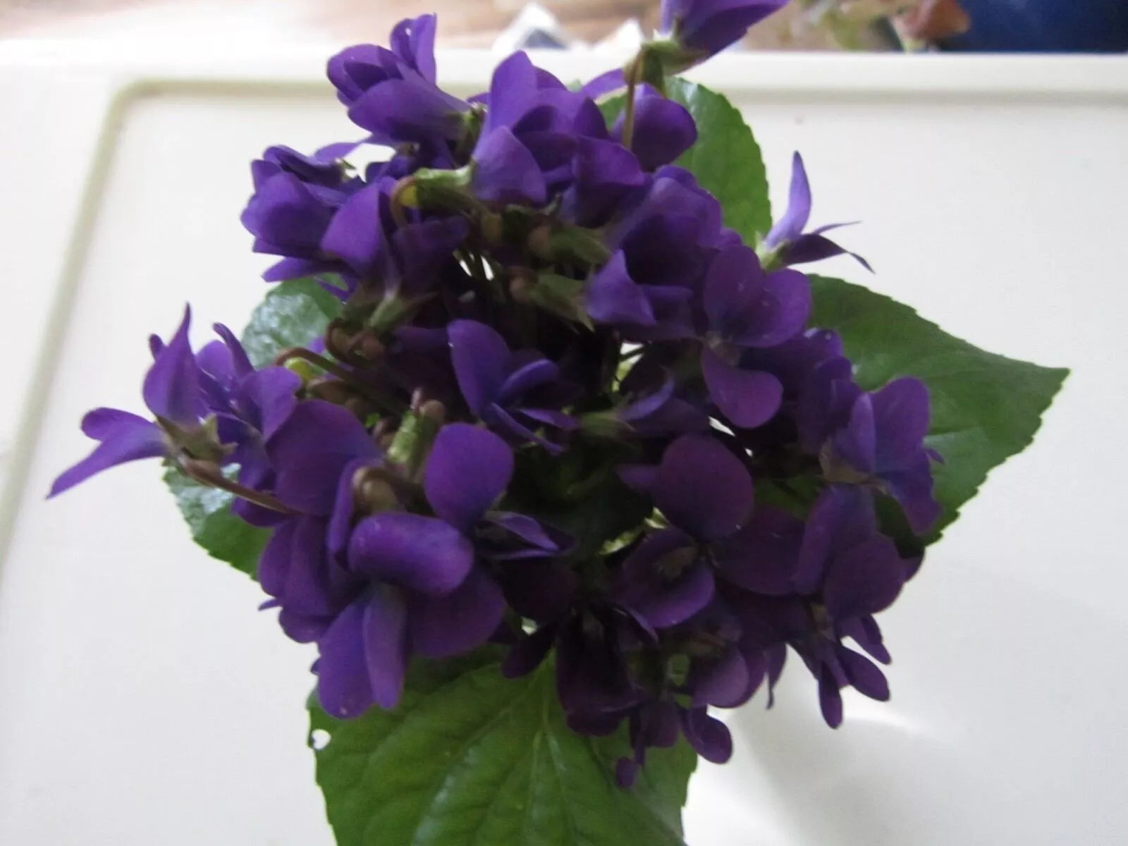 Purple Wild Violet Rhizomes 12+ Bareroot Organic Viola Perennial Edible Flower Hardy Herbaceous Plant
