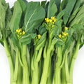 Yu Choy Sum Seeds | 70D Improved Gai Lan Mustard Green | Caitai Seed | Brassica rapa var. parachinensis