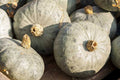 Blue Prince Pumpkin Seeds - 25+ Pack for Garden Planting - Cucurbita pepo - USA Grown, Non-GMO, FREE SHIPPING