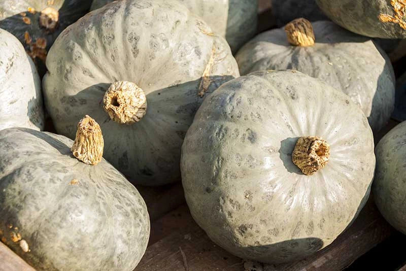 Blue Prince Pumpkin Seeds - 25+ Pack for Garden Planting - Cucurbita pepo - USA Grown, Non-GMO, FREE SHIPPING