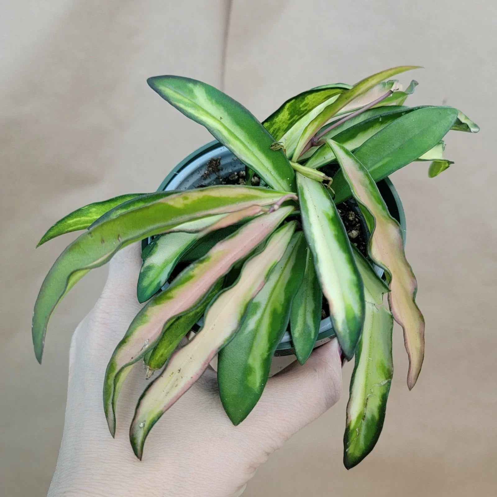 Hoya Kentiana Wayetii Variegated - Live Plant in 4" Pot - Rare Variegated Hoya - Exotic Indoor Houseplant